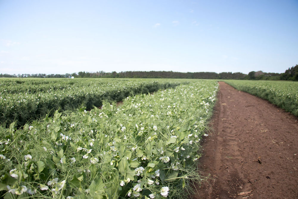 Pure Line Seeds